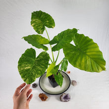 Load image into Gallery viewer, Alocasia Gageana Aurea, Exact Plant Variegated