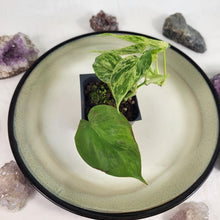 Load image into Gallery viewer, Philodendron Hederaceum, Heart Leaf, Exact Plant Variegated Ships Nationwide