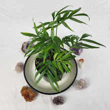 Load image into Gallery viewer, Monstera Subpinnata 6" pot, Fedex 2 day*