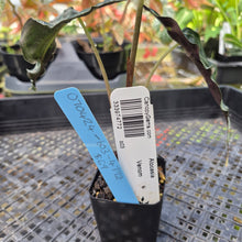 Load image into Gallery viewer, alocasia venom Exact Plant Ships Nationwide