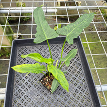 Load image into Gallery viewer, Philodendron Minarum 'Lime Fiddle' exact plant, Fedex 2day*
