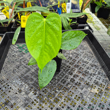 Load image into Gallery viewer, Anthurium Warocqueanum x noid, Exact Plant Ships Nationwide