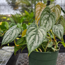 Load image into Gallery viewer, Philodendron Brandtianum, Exact Plant Ships Nationwide