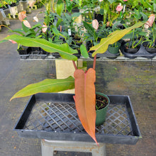 Load image into Gallery viewer, Philodendron Orange Marmalade, Exact Plant Ships Nationwide