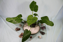 Load image into Gallery viewer, Variegated Philodendron Giganteum 'Blizzard', exact plant, ships nationwide