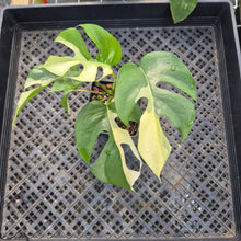 Load image into Gallery viewer, Rhaphidophora Tetrasperma Albo, Exact Plant Variegated Ships Nationwide