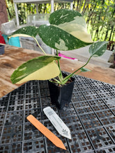 Load image into Gallery viewer, Monstera Creme Brulee , Exact Plant Variegated Ships Nationwide