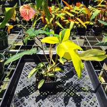 Load image into Gallery viewer, Philodendron Florida Beauty Variegated exact plant, Fedex 2day*