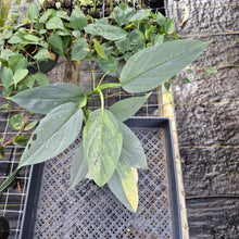 Load image into Gallery viewer, Philodendron Hastatum Silver Sword, Exact Plant Variegated Ships Nationwide