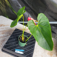 Load image into Gallery viewer, Anthurium Shibori, Exact Plant Variegated Ships Nationwide