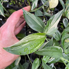 Load image into Gallery viewer, Scindapsus Blue Albo Variegated 2.5" pot, Fedex 2day*