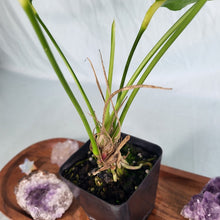 Load image into Gallery viewer, Anthurium Spectabile, Exact Plant