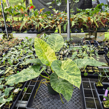 Load image into Gallery viewer, Philodendron Giganteum Blizzard Variegated exact plant, Fedex 2day*