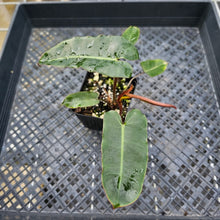 Load image into Gallery viewer, Philodendron Atabapoense Dark Form, , Fedex 2 day*