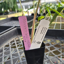 Load image into Gallery viewer, Alocasia Sanderiana Bull Aurea, Exact Plant Variegated
