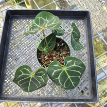 Load image into Gallery viewer, Anthurium Besseae AFF x Forgettii White Stripe, Exact Plant