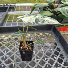 Load image into Gallery viewer, Alocasia polly snowflake pink variegated, Exact Plant Ships Nationwide.