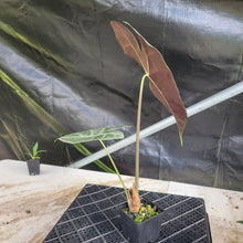 Load image into Gallery viewer, Alocasia Longiloba Lowii, Exact Plant Ships Nationwide