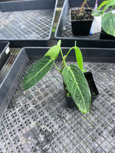 Load image into Gallery viewer, Anthurium Cirinoi, Exact Plant Ships Nationwide