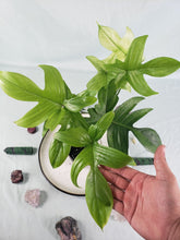 Load image into Gallery viewer, Philodendron Florida Ghost, Exact Plant