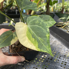 Load image into Gallery viewer, Anthurium Clarinervium Variegated exact plant, Fedex 2day*