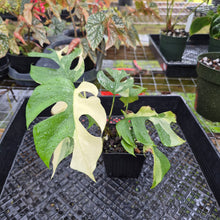 Load image into Gallery viewer, Rhaphidophora Tetrasperma Albo, Exact Plant Variegated Ships Nationwide