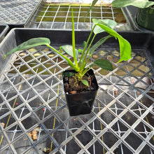 Load image into Gallery viewer, Philodendron Patriciae, Exact Plant Ships Nationwide