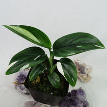 Load image into Gallery viewer, Monstera Standleyana Albo Variegated 2.5" pot, Fedex 2day*