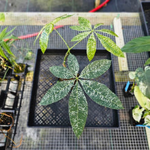 Load image into Gallery viewer, Pachira Aquatica Money Tree, Exact Plant Variegated 4" grafted Ships Nationwide