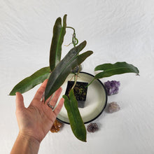Load image into Gallery viewer, Philodendron Atabapoense 4" pot, Fedex 2day*