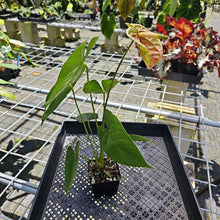 Load image into Gallery viewer, Anthurium Veronica, green, speckled, Exact Plant