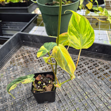 Load image into Gallery viewer, Philodendron Hederaceum Micans Aurea, Exact Plant Variegated Ships Nationwide