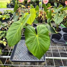 Load image into Gallery viewer, Anthurium Faustomirandae, Faustino'S Giant, Exact Plant Ships Nationwide