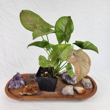 Load image into Gallery viewer, Syngonium Pink Spot, Exact Plant Variegated Ships Nationwide