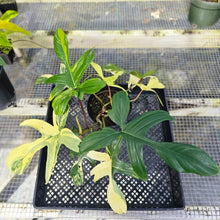 Load image into Gallery viewer, Philodendron Florida Beauty, Exact Plant Variegated 2 growth points