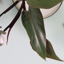 Load image into Gallery viewer, Philodendron Majesty Shipped Nationwide