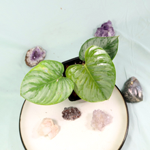 Load image into Gallery viewer, Philodendron Sodiroi True Form Shipped Nationwide