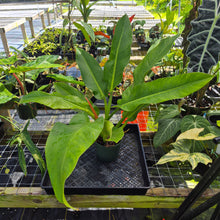 Load image into Gallery viewer, Philodendron Giant Orlando, Exact Plant Ships Nationwide