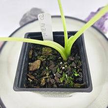 Load image into Gallery viewer, Alocasia Gageana Aurea, Exact Plant Variegated