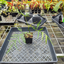 Load image into Gallery viewer, Philodendron Polypodioides, Exact Plant Ships Nationwide