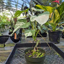 Load image into Gallery viewer, Monstera Borsigiana Albo Deliciosa, Exact Plant Variegated