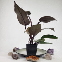 Load image into Gallery viewer, Philodendron Majesty, Exact Plant