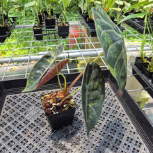 Load image into Gallery viewer, Alocasia Sedenii Aurea Variegated exact plant, Fedex 2day*