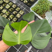 Load image into Gallery viewer, Monstera Sierrana Hawaii Clone exact plant, Fedex 2day*