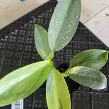 Load image into Gallery viewer, Philodendron Hastatum Silver Sword, Exact Plant Variegated Ships Nationwide