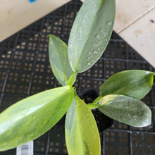 Load image into Gallery viewer, Philodendron Hastatum Silver Sword, Exact Plant Variegated Ships Nationwide