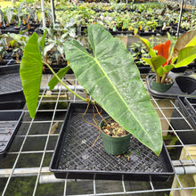 Load image into Gallery viewer, Philodendron Maximum exact plant, Fedex 2day