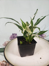 Load image into Gallery viewer, Jessica, Exact Plant, double plant, variegated Spathiphyllum