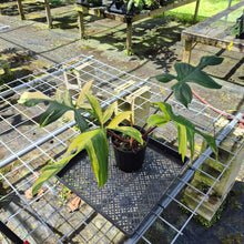 Load image into Gallery viewer, Philodendron Florida Beauty, Exact Plant Variegated