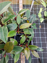 Load image into Gallery viewer, Philodendron Red Congo 2.5" pot, Fedex 2day*